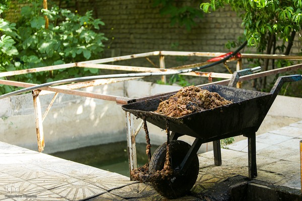 آیین کهن گلاب گیری در نیاسر