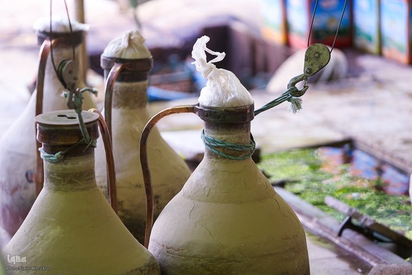 آیین کهن گلاب گیری در نیاسر