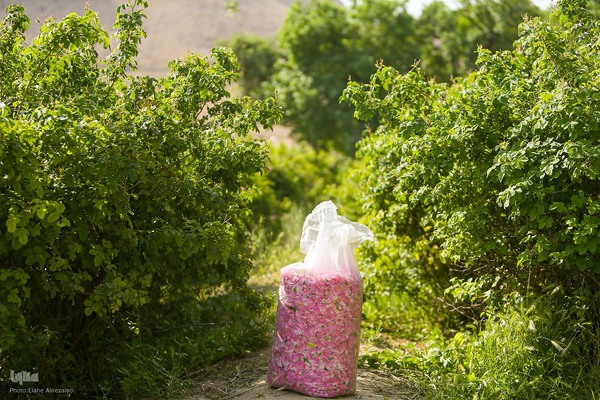 آیین کهن گلاب گیری در نیاسر