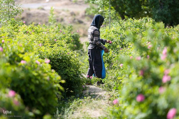 آیین کهن گلاب گیری در نیاسر