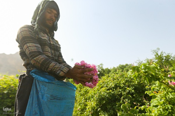 آیین کهن گلاب گیری در نیاسر