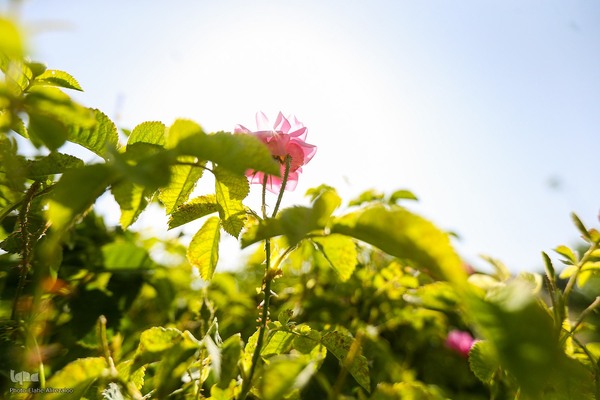 آیین کهن گلاب گیری در نیاسر