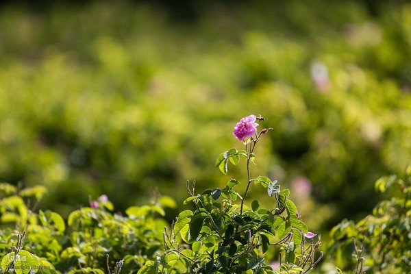 آیین کهن گلاب گیری در نیاسر