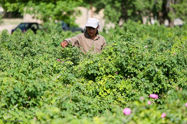 آیین کهن گلاب گیری در نیاسر