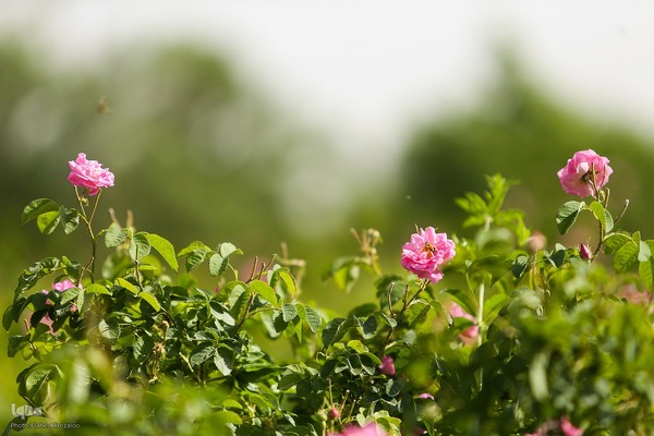 آیین کهن گلاب گیری در نیاسر