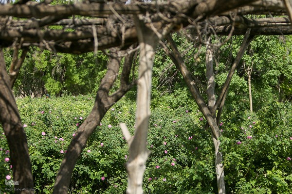 آیین کهن گلاب گیری در نیاسر