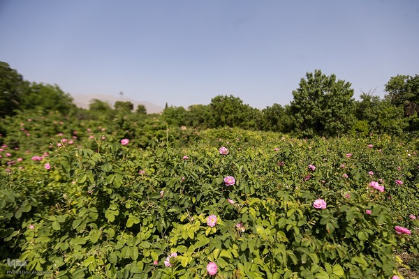 آیین کهن گلاب گیری در نیاسر