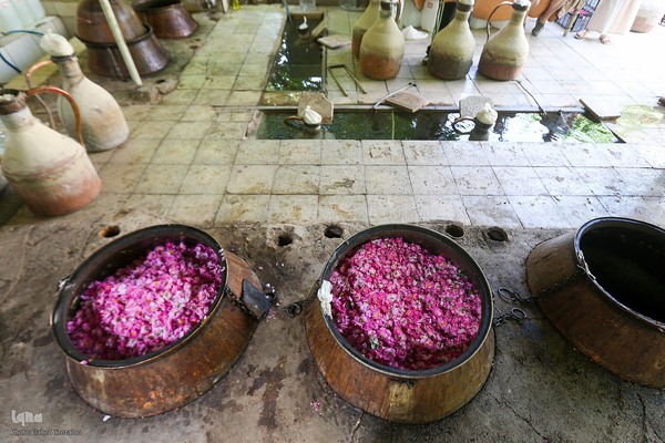 آیین کهن گلاب گیری در نیاسر