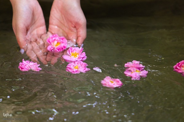 آیین کهن گلاب گیری در نیاسر