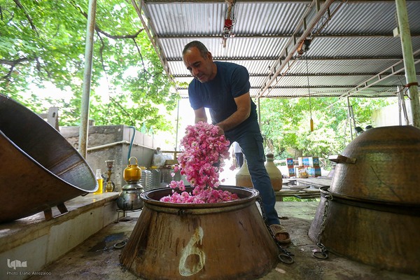 آیین کهن گلاب گیری در نیاسر