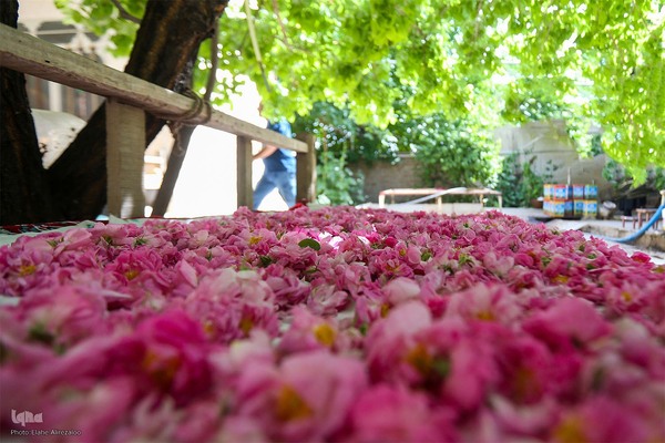 آیین کهن گلاب گیری در نیاسر