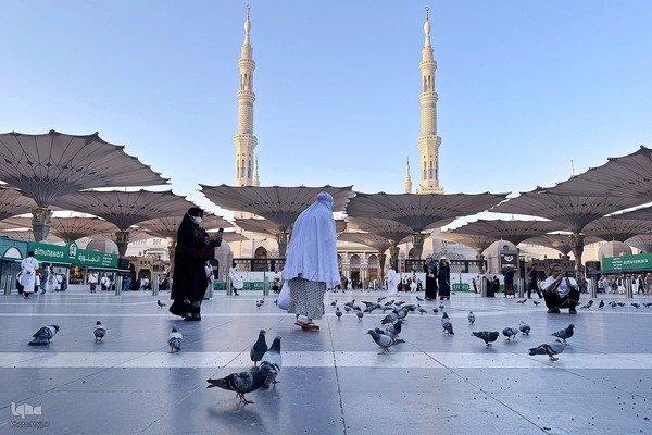 حال‌وهوای مسجد النبی (ص) در ایام حج 1404