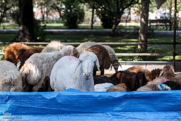 عید قربان، عید همدلی؛ ذبح بهداشتی قربانی در شیرخوارگاه آمنه برای نیازمندان