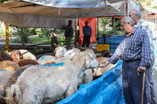 عید قربان، عید همدلی؛ ذبح بهداشتی قربانی در شیرخوارگاه آمنه برای نیازمندان