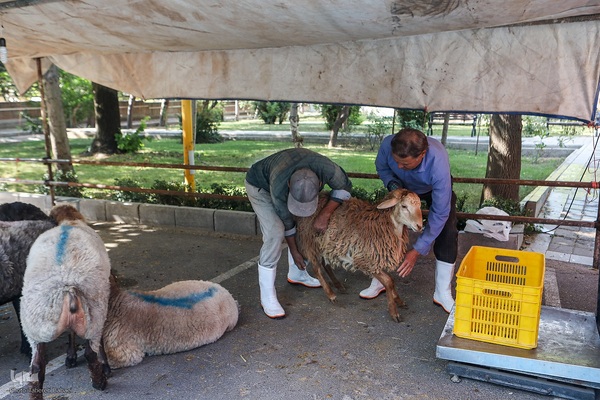 عید قربان، عید همدلی؛ ذبح بهداشتی قربانی در شیرخوارگاه آمنه برای نیازمندان