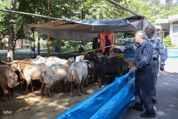 عید قربان، عید همدلی؛ ذبح بهداشتی قربانی در شیرخوارگاه آمنه برای نیازمندان