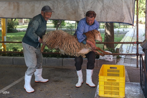 عید قربان، عید همدلی؛ ذبح بهداشتی قربانی در شیرخوارگاه آمنه برای نیازمندان