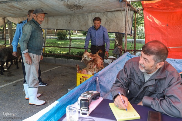 عید قربان، عید همدلی؛ ذبح بهداشتی قربانی در شیرخوارگاه آمنه برای نیازمندان