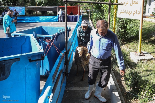 عید قربان، عید همدلی؛ ذبح بهداشتی قربانی در شیرخوارگاه آمنه برای نیازمندان