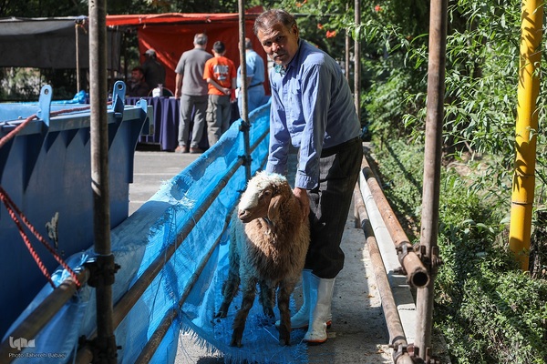 عید قربان، عید همدلی؛ ذبح بهداشتی قربانی در شیرخوارگاه آمنه برای نیازمندان