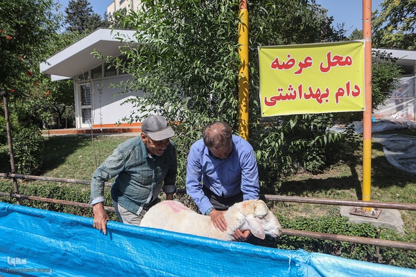 عید قربان، عید همدلی؛ ذبح بهداشتی قربانی در شیرخوارگاه آمنه برای نیازمندان