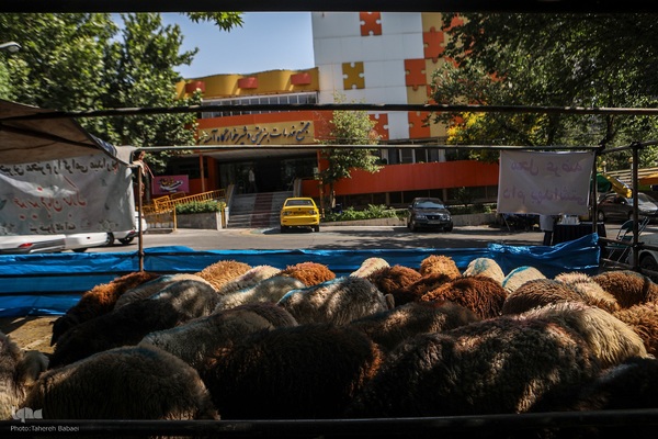 عید قربان، عید همدلی؛ ذبح بهداشتی قربانی در شیرخوارگاه آمنه برای نیازمندان