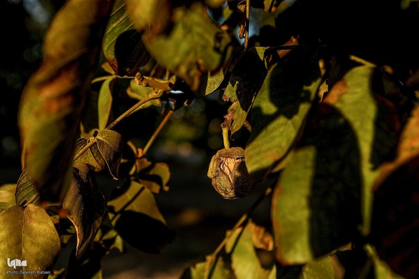 برداشت گردو اصلاح شده با دستگاه مکانیزه