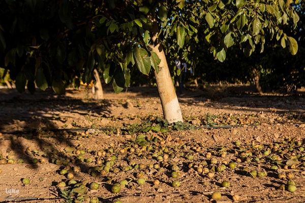 برداشت گردو اصلاح شده با دستگاه مکانیزه
