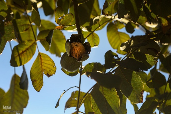 برداشت گردو اصلاح شده با دستگاه مکانیزه