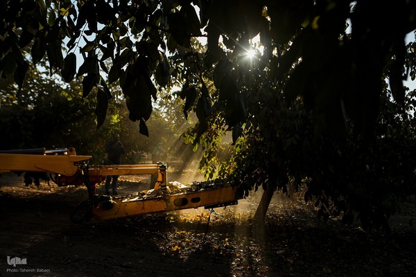 برداشت گردو اصلاح شده با دستگاه مکانیزه