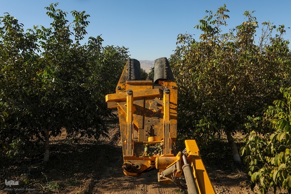 برداشت گردو اصلاح شده با دستگاه مکانیزه