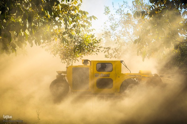 برداشت گردو اصلاح شده با دستگاه مکانیزه