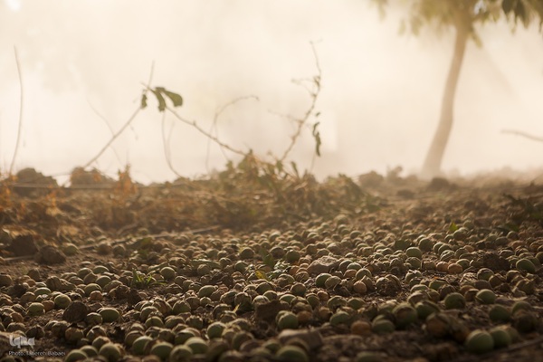 برداشت گردو اصلاح شده با دستگاه مکانیزه