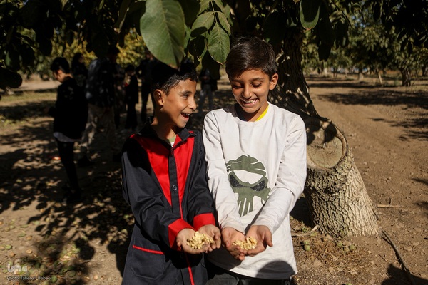 برداشت گردو اصلاح شده با دستگاه مکانیزه
