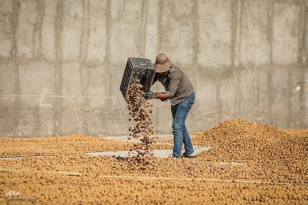 برداشت گردو اصلاح شده با دستگاه مکانیزه