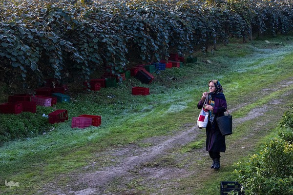 برداشت کیوی از باغات سلمانشهر