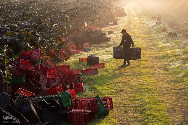 برداشت کیوی از باغات سلمانشهر
