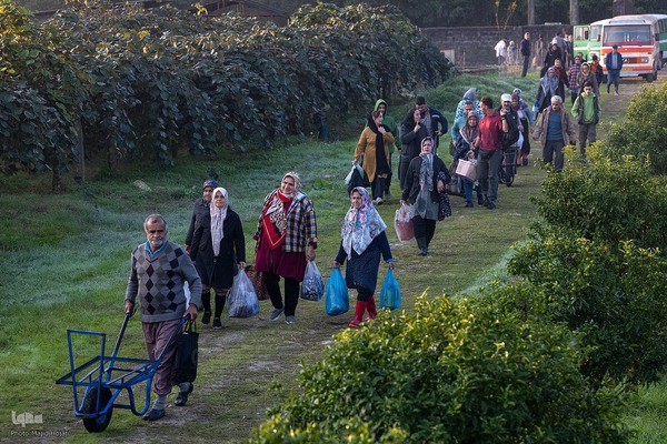 برداشت کیوی از باغات سلمانشهر