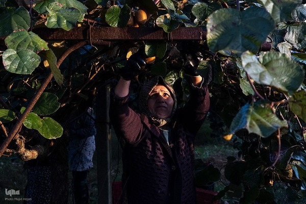 برداشت کیوی از باغات سلمانشهر