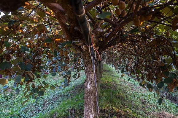 برداشت کیوی از باغات سلمانشهر