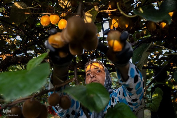 برداشت کیوی از باغات سلمانشهر