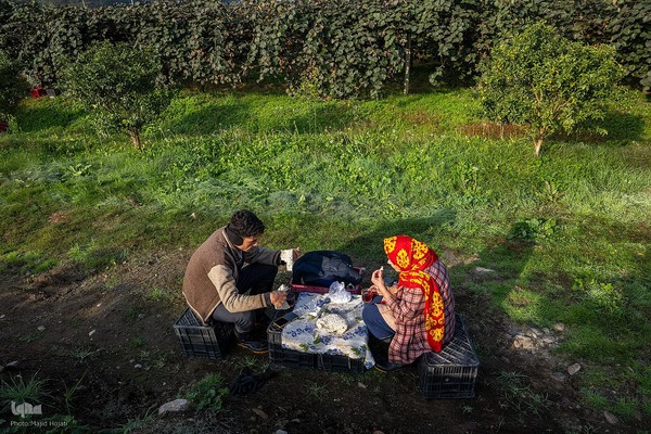 برداشت کیوی از باغات سلمانشهر