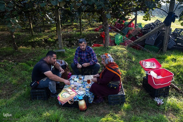 برداشت کیوی از باغات سلمانشهر