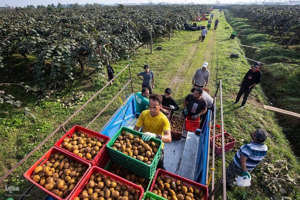 برداشت کیوی از باغات سلمانشهر
