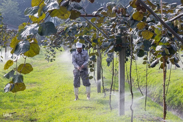 برداشت کیوی از باغات سلمانشهر