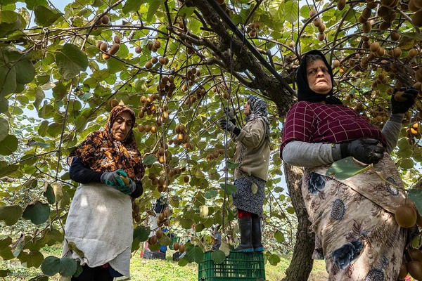برداشت کیوی از باغات سلمانشهر