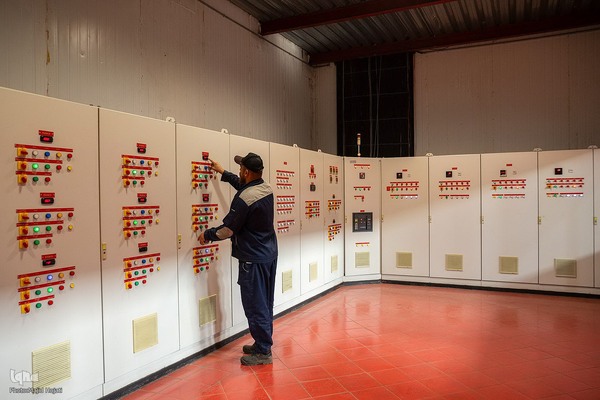 برداشت کیوی از باغات سلمانشهر