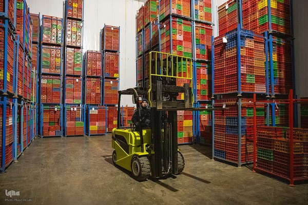 برداشت کیوی از باغات سلمانشهر