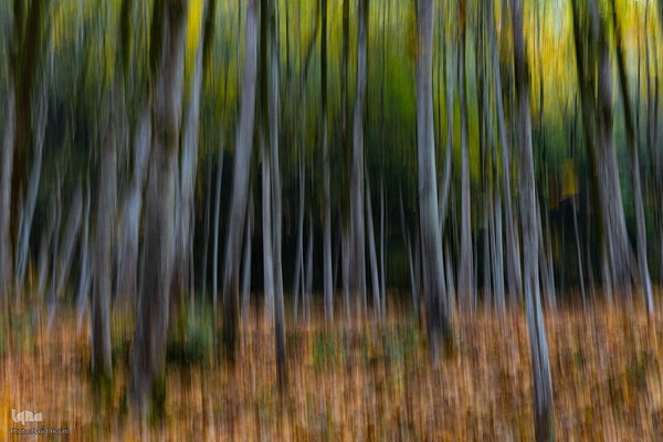 طبیعت پائیزی جنگل دالخانی و نمک آبرود مازندران