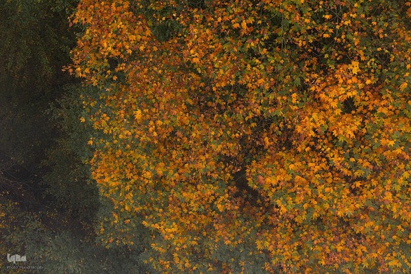 طبیعت پائیزی جنگل دالخانی و نمک آبرود مازندران